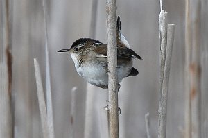 Wren, Marsh, 2017-05085540 Parker River NWR, MA